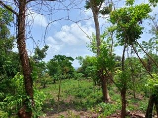 Big Corn property vegetation