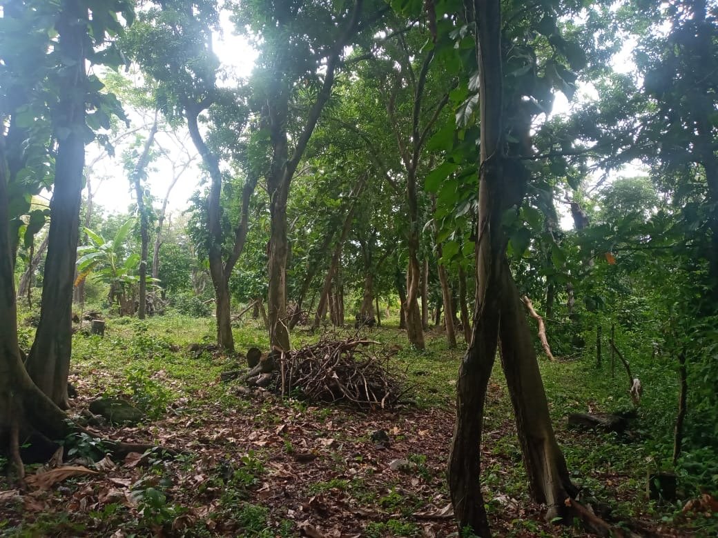Big Corn property clearing
